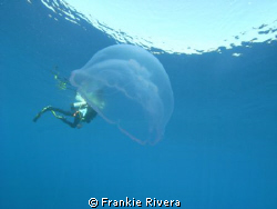 Jelly Fish eats my dive buddy!!!!  
This was taken durin... by Frankie Rivera 